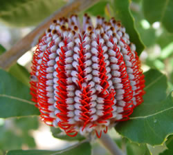 Banksia 2