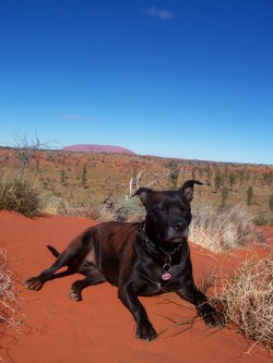 Desert Dog