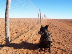 Dingo Fence