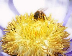 Bee Buzzin