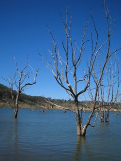 Lake Eildon Trees