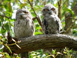 Tawny Frogmouth Family