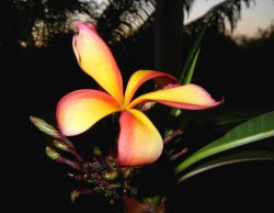 Frangipani
