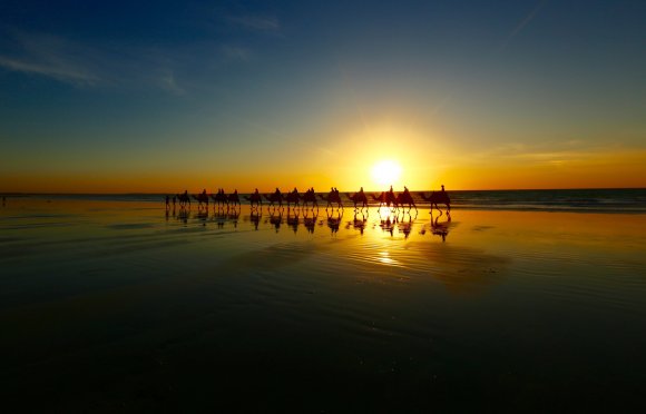 Camels On Cable Beach