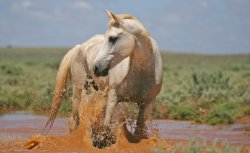 Water Horse