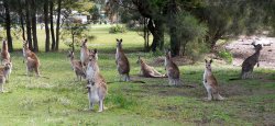 Kangaroos On The Beach