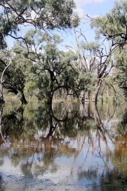 Reflection Of The Murray River In Flood