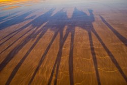 Camel Tracks