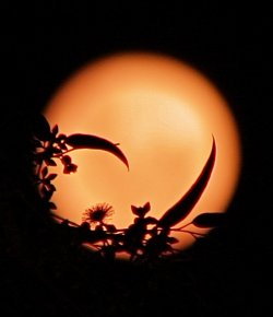 Full Moon Aussie Style