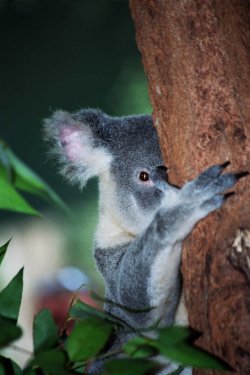 Koala