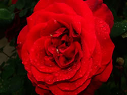 Full Bloom Rose After Rain