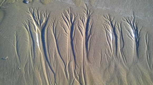 Tidal Trees