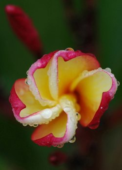 Frangipani