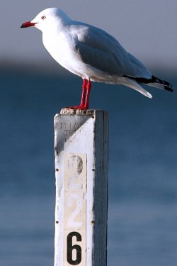 Seagull Sentry