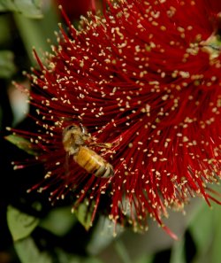 Bottlebrush