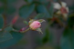 Pretty In Pink
