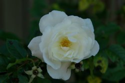 White Rose