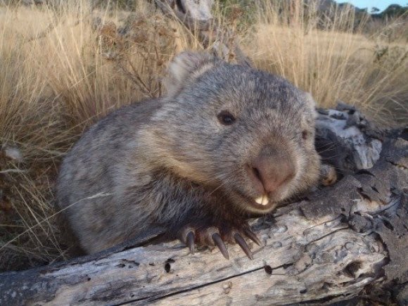 Bucky The Wombat