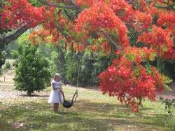 Girl Under Flame Tree