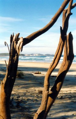 Nature's Frame