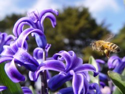 Busy Bee