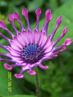 Purple Daisy