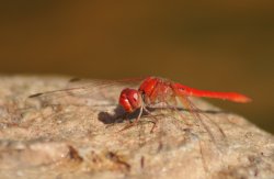 Red Dragon