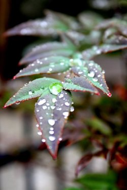 Raindrops