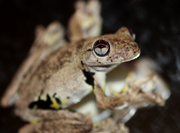 The Golden Eye