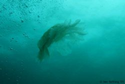 Floating Jelly