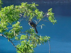 Bird Blue Lake