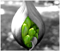 Blooming