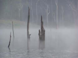 Fog On The Lake