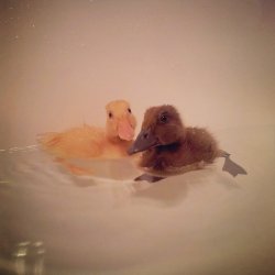 Quacking Bath