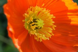 Poppy At Floriade