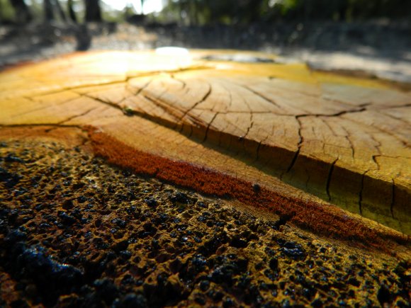 Last Light Of Day