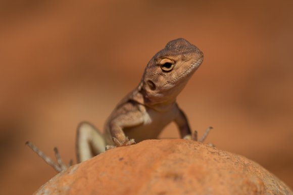On The Lookout