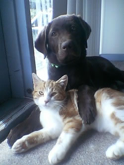 Dog & Cat