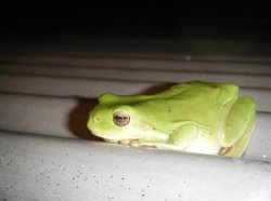 Rupert, The Pet