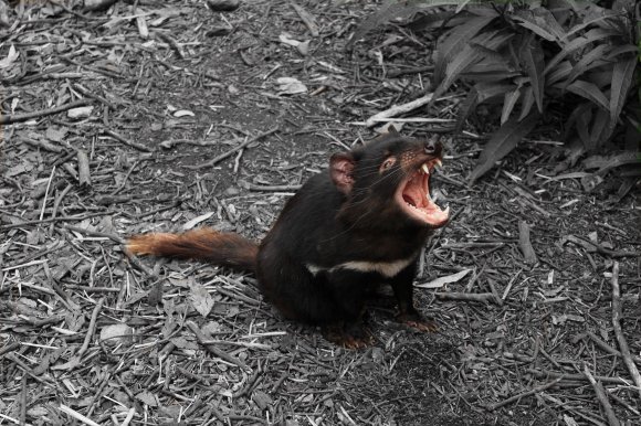 Devil