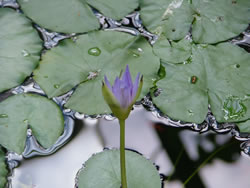 Lily