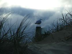 Gull
