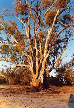 Sunset Tree