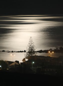 Moonlit Penguin