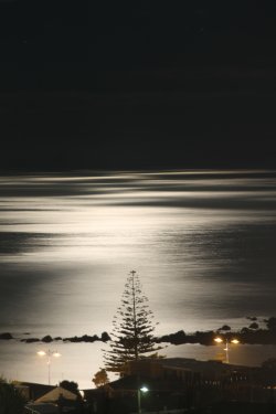 Moonlit Penguin