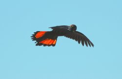 Red Tails In The Sunrise