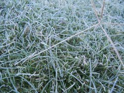 Frost On Tumble Weed.