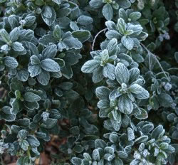 Early Morning Frost
