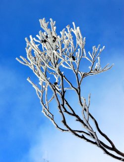 Winter Wonderland