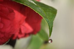 A Perfect Rain Drop